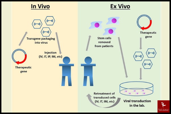 Human Gene Therapy