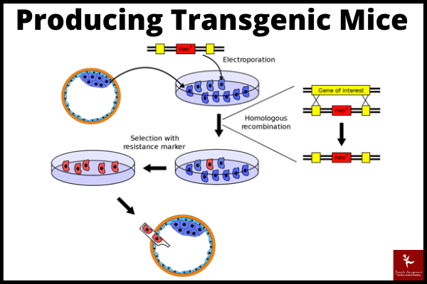 how are transgenic species produced