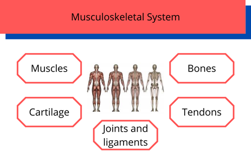 Musculoskeletal System