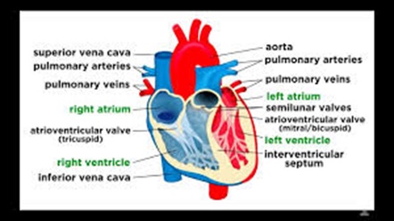 physiology assignment sample