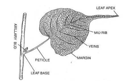 botany