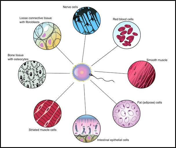 Cell Biology Assignment Help