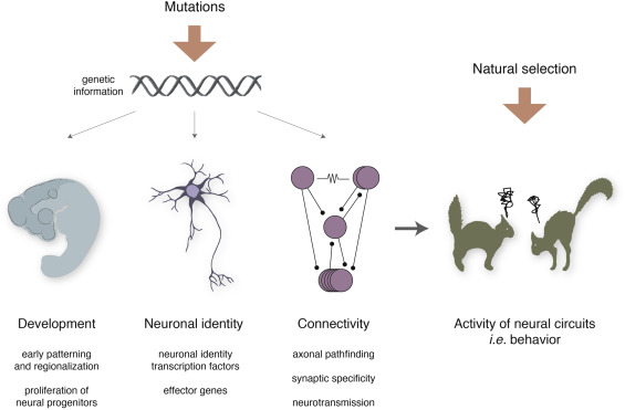 developmental neuroscience