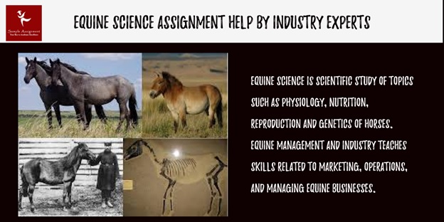 equine science assignment help