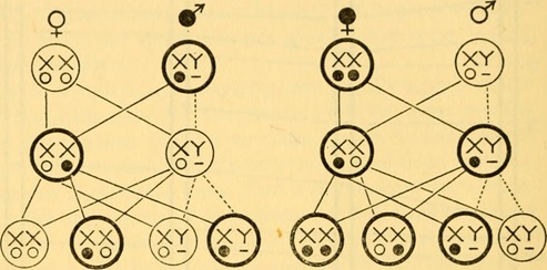 genetic assignment help