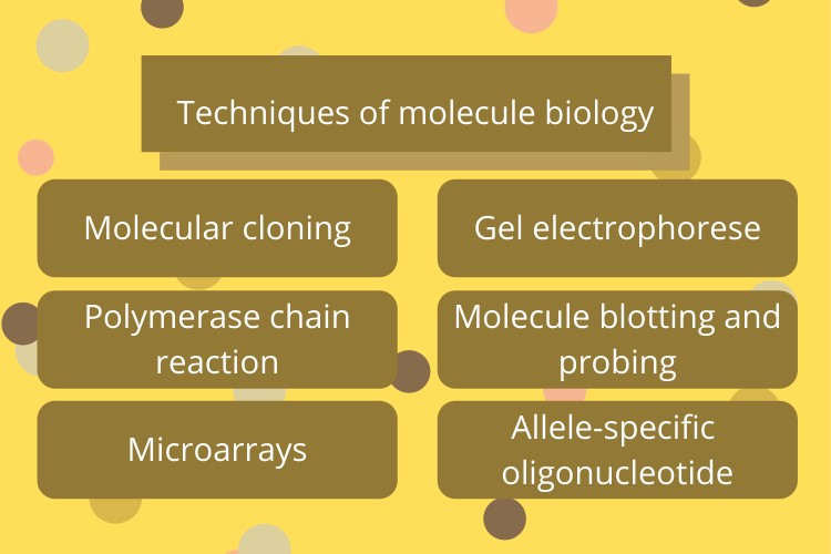 Molecular Biology Assignment Help