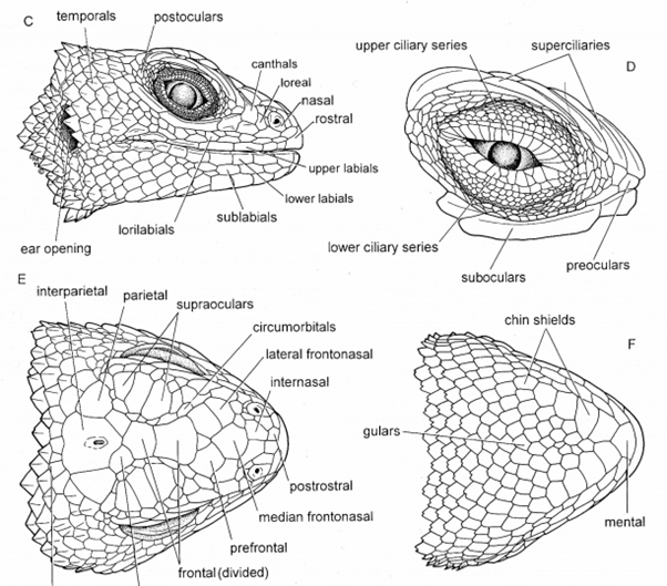 herpetology assignment help