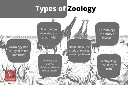 zoology assignment help