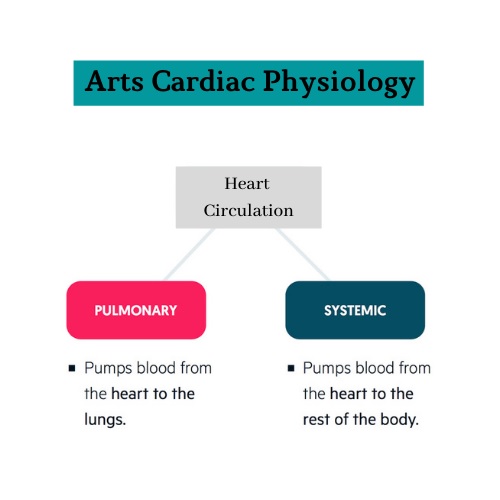 arts cardiac physiology