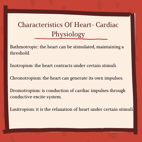 characteristics of heart cardiac physiology