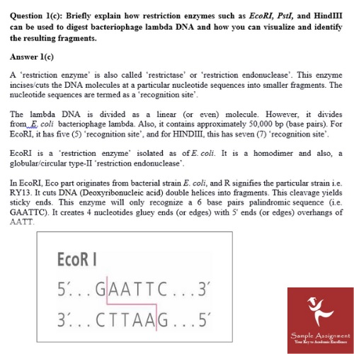 enzyme assignment sample online