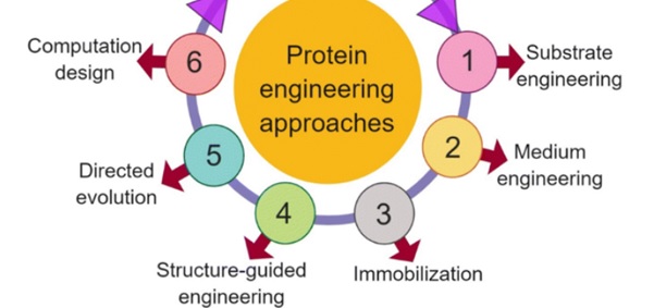 protein engineering approaches