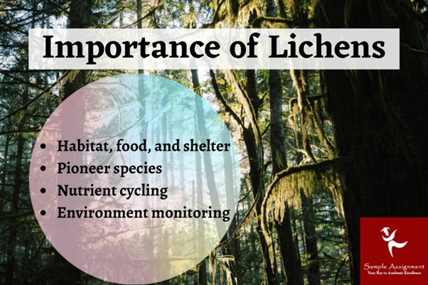 importance of lichens