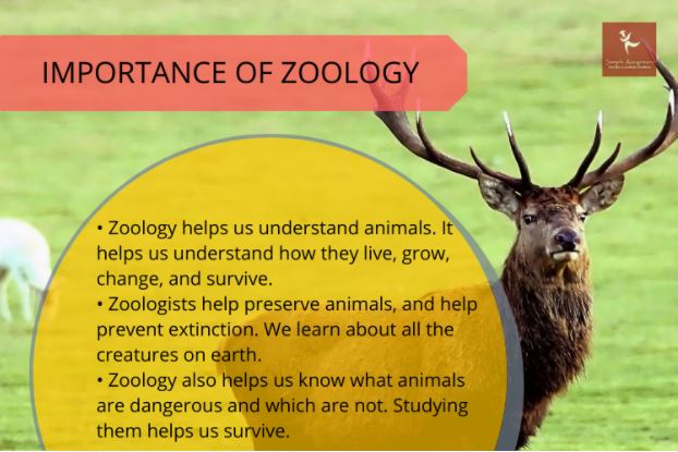 zoology assignment help experts in Canada