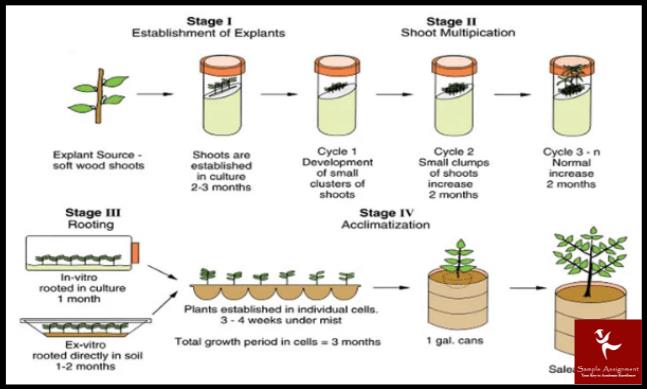 micropropagation assignment help