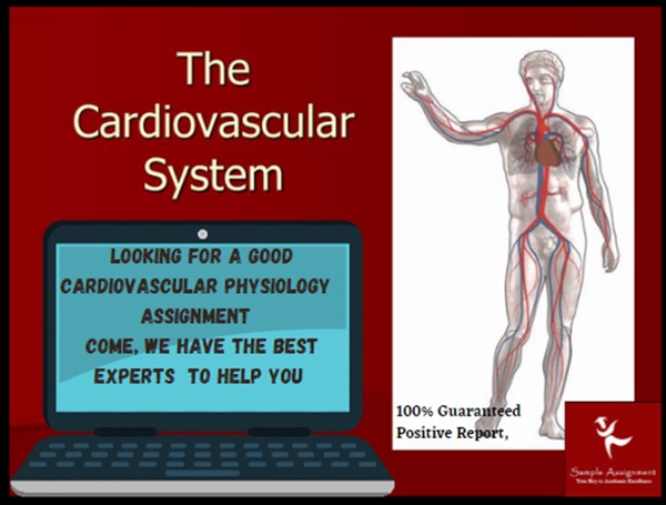 the cardiovascular system