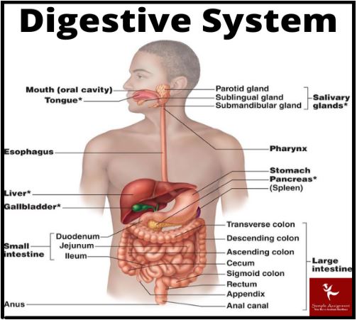 anatomy systems assignment help