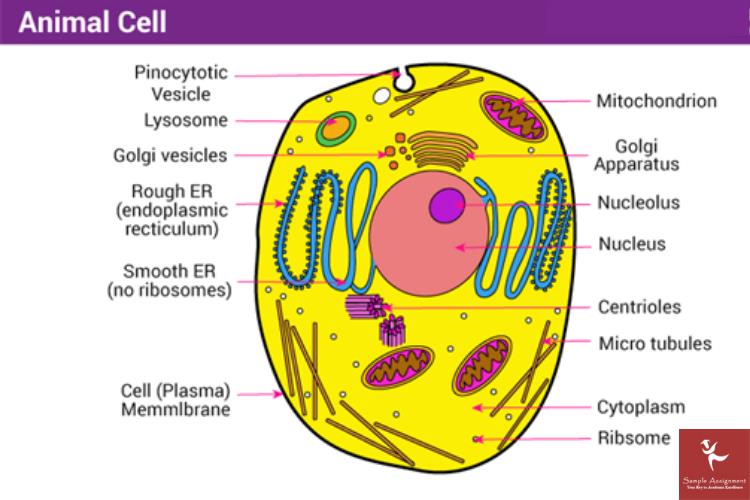 animal cell