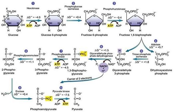 biochemical homework help online