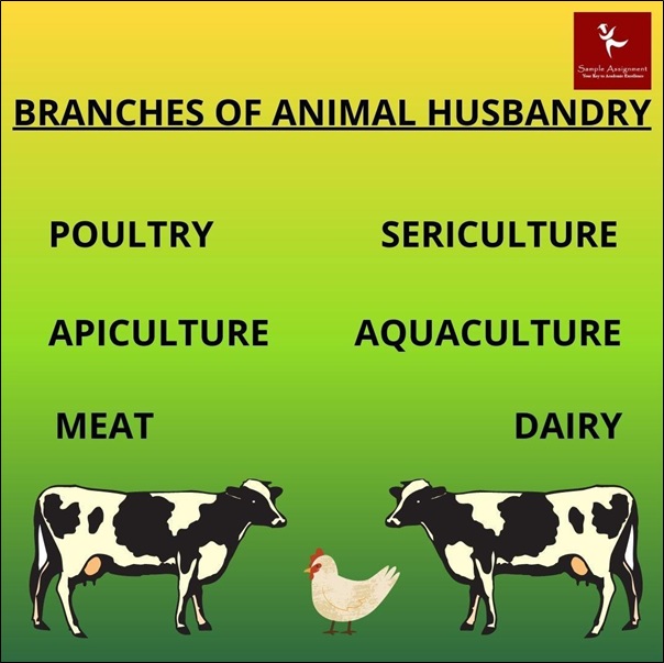 branches of animal husbandry