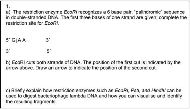 molecular biology assignment sample