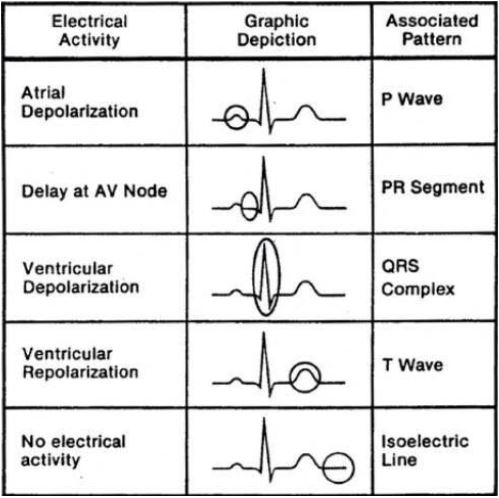 online cardiovascular physiology homework