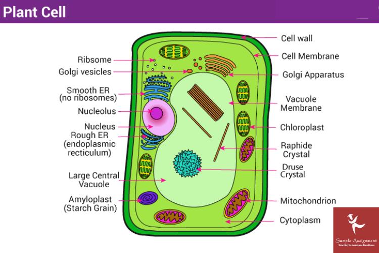 plant cell