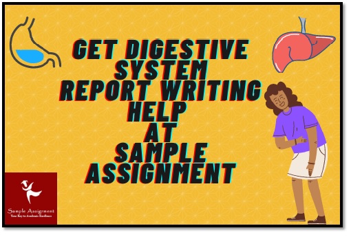 Digestive System Report Writing Help