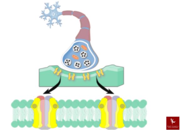 neurophysiology assignment online