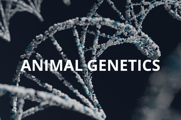 animal genetics