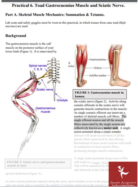 neurophysiology homework help practical