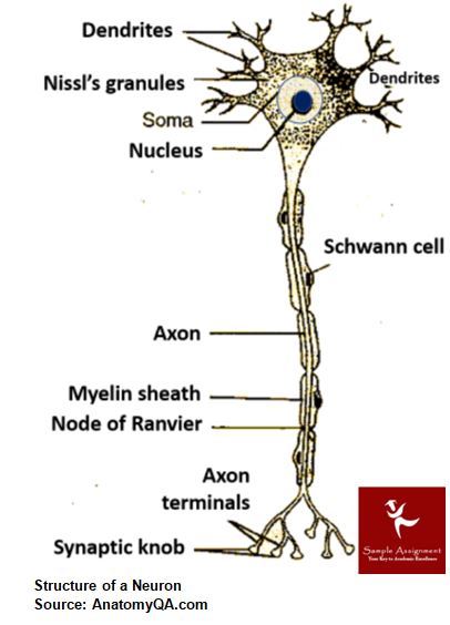 neurophysiology homework help