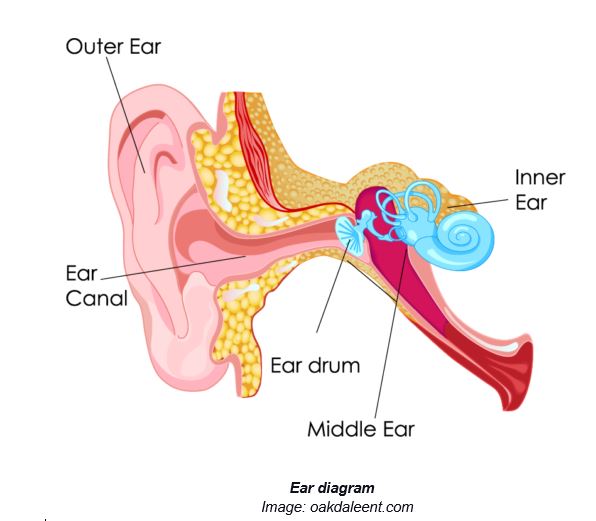 structure of ear