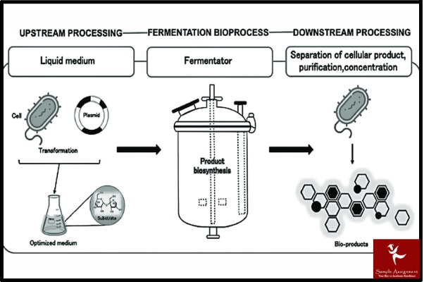 bioreactors and bioprocessing assignment help